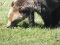 Grizzly bear eating grass
